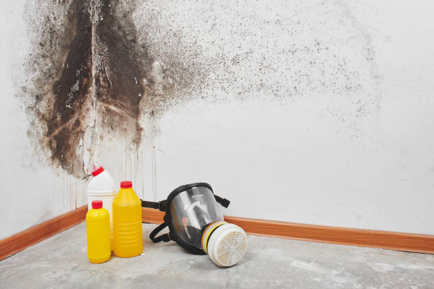 Best Kitchen Mold Remediation in Seagraves, TX