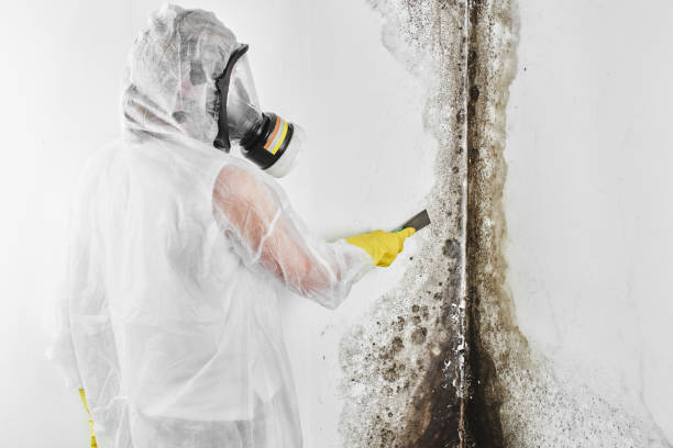 Best Preventive Mold Services in Seagraves, TX