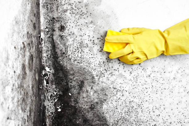 Best DIY Mold Remediation Support Services in Seagraves, TX
