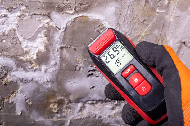 Best Black Mold Remediation in Seagraves, TX