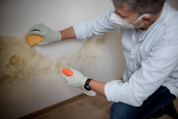 Best Commercial Mold Remediation in Seagraves, TX