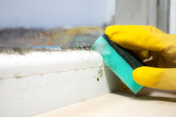 Professional Mold Remediation in Seagraves, TX
