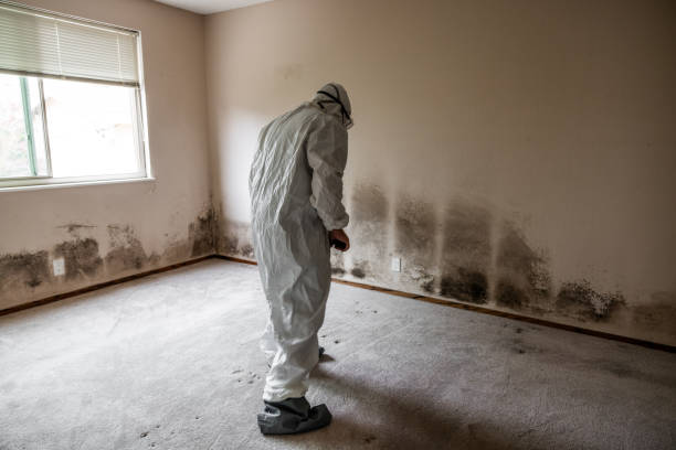Best Health and Safety Mold Remediation in Seagraves, TX