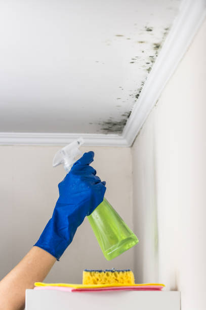 Best HVAC Mold Remediation in Seagraves, TX