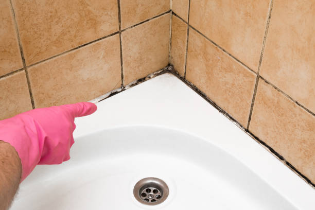 Best Basement Mold Remediation in Seagraves, TX